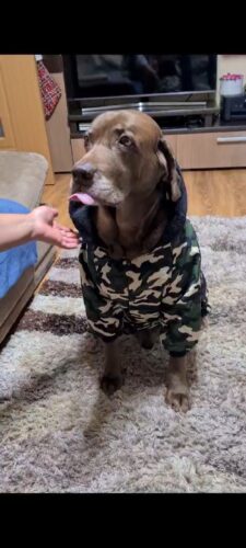 Salopeta caini talie mare cu gluga, imblanita - Military #HM050 photo review