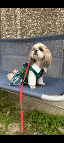 Rochita Casual, Verde #HC1997 photo review