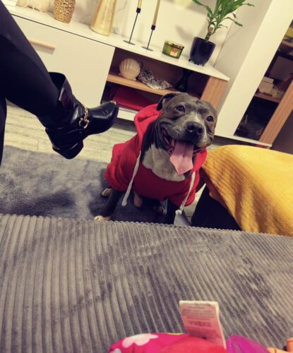 Hanorac cu Gluga pentru caini talie mare, Rosu #HM037 photo review