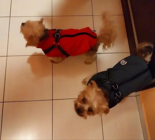 Vesta Impermeabila, Imblanita + Ham incorporat - Albastru Inchis #HC1566 photo review