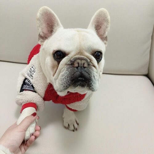 Hanorac Bulldog - Rosu #HC1945 photo review