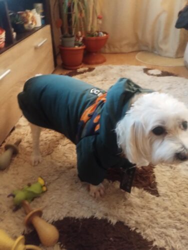 Geaca cu Gluga, Imblanita, Impermeabila - Verde #HC641 photo review