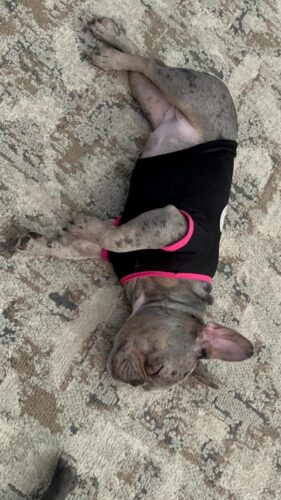 Tricou pentru catei - BOO-Tiful - #HC1076 photo review