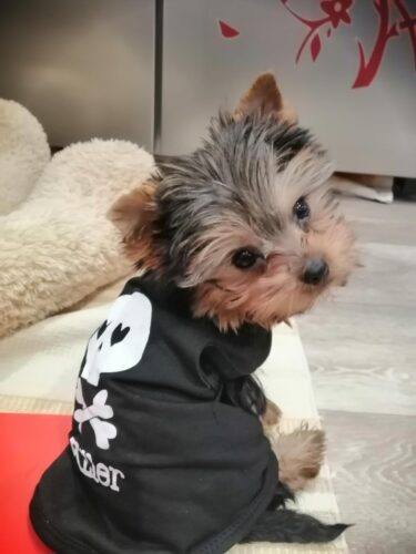 Tricou pentru catei - Killer - #HC1127 photo review