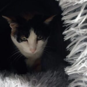 Casuta textila pentru caini si pisici, Pliabila, Gri #PC17 photo review