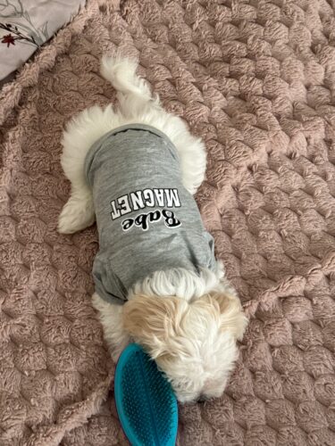 Tricou pentru catei - Babe Magnet - Gri #HC1044 photo review