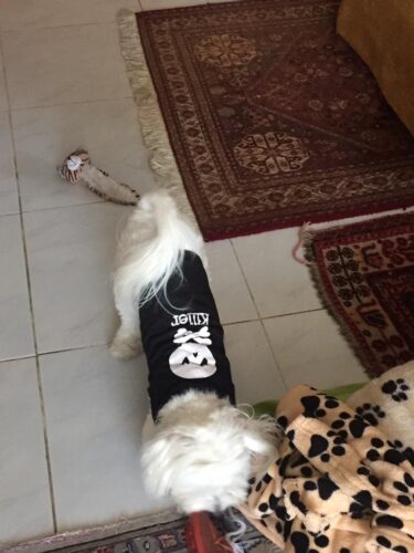 Tricou pentru catei - Killer - #HC1127 photo review