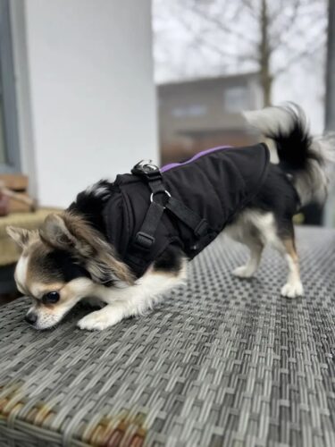 Vesta Impermeabila, Imblanita + Ham incorporat - Neagra #HC1581 photo review