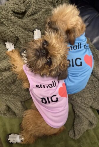 Tricou - Small Dog Big ❤️ - Roz deschis #HC1122 photo review