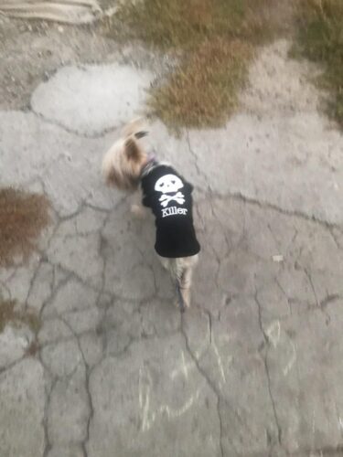 Tricou pentru catei - Killer - #HC1127 photo review