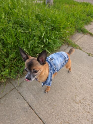 Vesta de Blugi, Albastra, Inel pentru lesa #HC1990 photo review