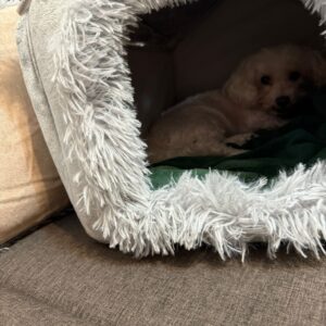 Casuta textila pentru caini si pisici, Pliabila, Gri #PC17 photo review