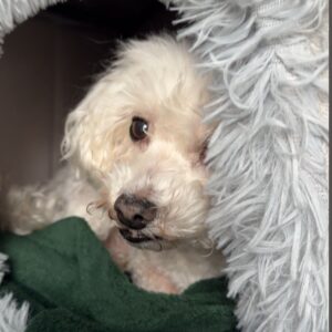 Casuta textila pentru caini si pisici, Pliabila, Gri #PC17 photo review