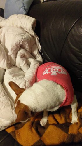 Tricou Pentru Catei - Princess - Roz Inchis #HC1698 photo review