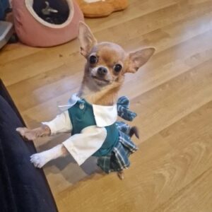 Rochita Casual, Verde #HC1997 photo review