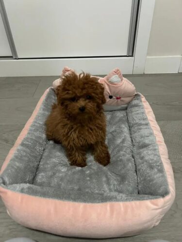 Pat pentru caini de talie mica #PC34 photo review