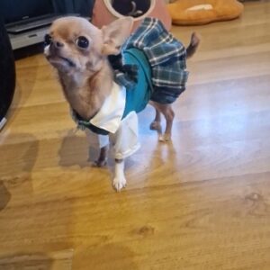 Rochita Casual, Verde #HC1997 photo review