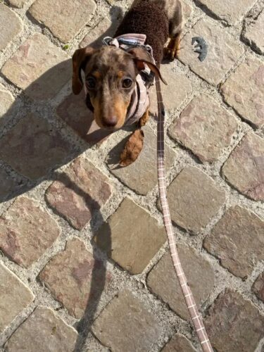 Set Ham + Lesa - Roz Piersica #HH04 photo review