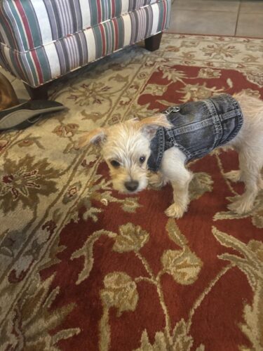 Vesta de Blugi, Neagra, Inel pentru lesa #HC1989 photo review