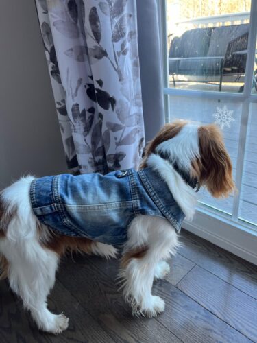 Vesta de Blugi, Albastra, Inel pentru lesa #HC1990 photo review