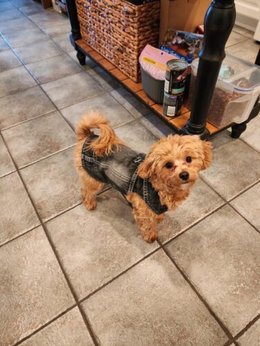 Vesta de Blugi, Neagra, Inel pentru lesa #HC1989 photo review