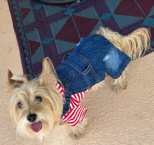 Salopeta Blugi, Rosie #HC255 photo review