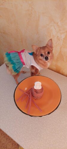 Rochita pentru Catei #HC1169 photo review