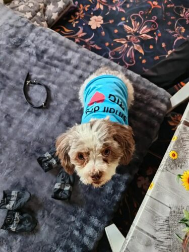 Tricou - Small Dog Big ❤️ - Albastru #HC1123 photo review