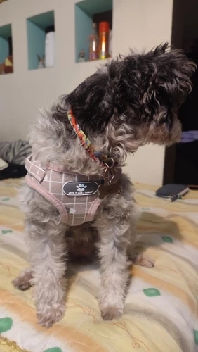 Set Ham + Lesa - Roz Piersica #HH04 photo review