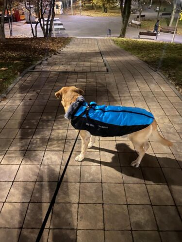 Vesta caini talie mare, matlasata, impermeabila, ham incorporat #HM069 photo review