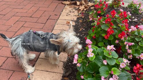 Vesta de Blugi, Neagra, Inel pentru lesa #HC1989 photo review