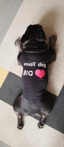 Tricou - Small Dog Big ❤️ - Negru #HC1120 photo review