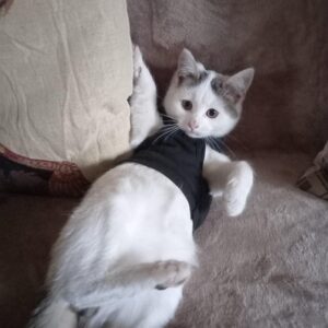 Tricou pentru catei - Killer - #HC1127 photo review