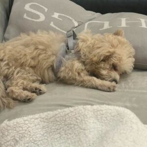 Set Ham Blanita + Lesa - Gri #HH77 photo review