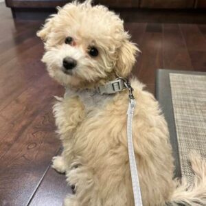 Set Ham Blanita + Lesa - Gri #HH77 photo review