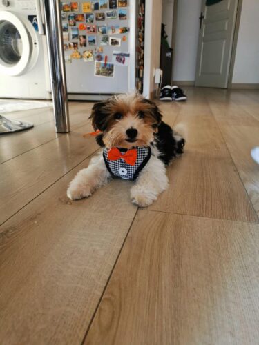 Set Ham Ajustabil + Lesa - Negru #HH76 photo review