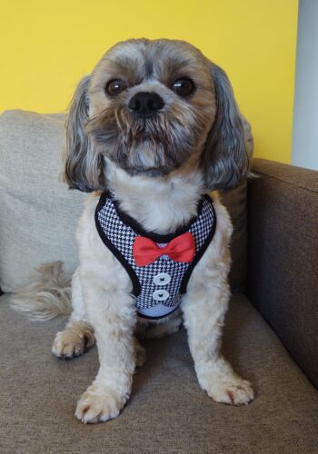 Set Ham Ajustabil + Lesa - Negru #HH76 photo review