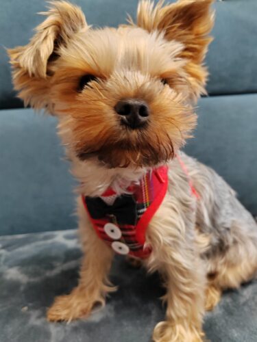 Set Ham Ajustabil + Lesa - Rosu #HH75 photo review