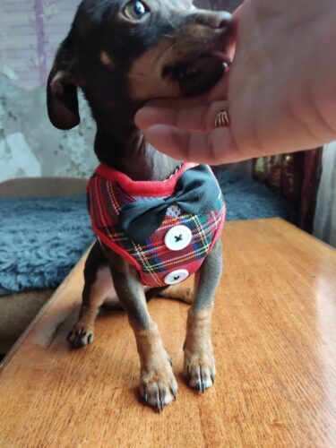 Set Ham Ajustabil + Lesa - Rosu #HH75 photo review