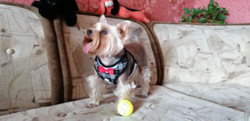 Set Ham Ajustabil + Lesa - Negru #HH76 photo review