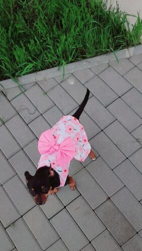 Rochita pentru Catei - Floricele Roz #HC1151 photo review