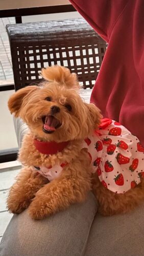 Rochita pentru Catei - Capsunici #HC1154 photo review