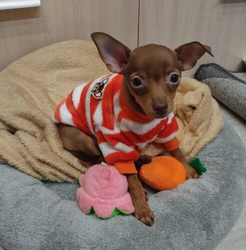 Bluza Pufoasa - Portocaliu/Alb #HC1707 photo review