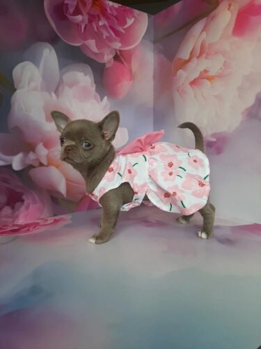 Rochita pentru Catei - Floricele Roz #HC1151 photo review