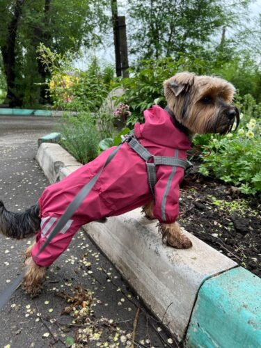 Pelerina Ploaie Pentru Catei, Roz #HC1384 photo review