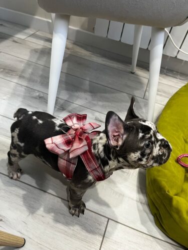 Ham cu Fundita + Lesa - Rosu #HH32 photo review