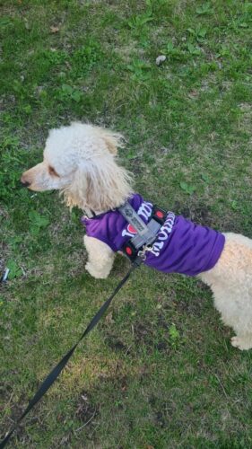 Tricou pentru catei - I ❤ My Mommy - Mov #HC1687 photo review