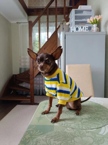 Bluza Pufoasa - Albastru/Galben/Alb #HC1709 photo review