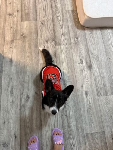 Tricou Baschet #HC1217 photo review