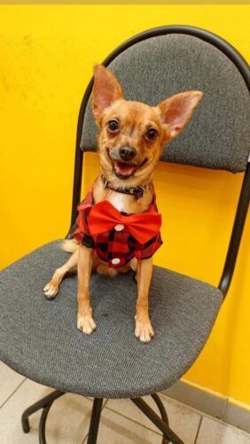 Camasa in Carouri cu Papion - Rosie #HC1148 photo review